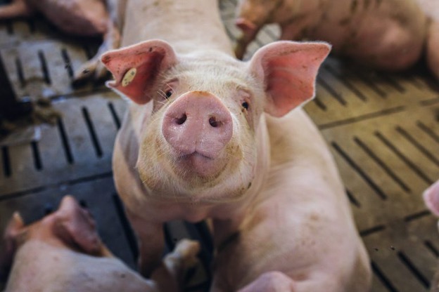 Važna obavijest korisnicima mjera iz Programa potpore za obnovu narušenog proizvodnog potencijala u sektoru mesnog govedarstva, svinjogojstva, te mesnog ovčarstva i kozarstva za razdoblje od 2025. do 2027. godine