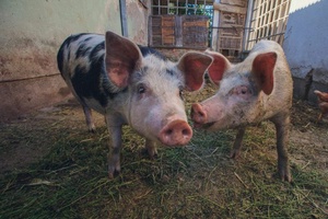 Podnošenje zahtjeva za potporu iz Programa državne potpore za kompenzaciju smanjene vrijednosti tovnih svinja isporučenih na klanje iz zone ograničenja III uslijed primjene posebnih mjera za kontrolu afričke svinjske kuge do 30. ožujka 2026. godine