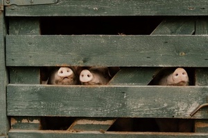 Objavljene odluke iz Programa potpore za izostanak prihoda od svinjogojske proizvodnje zbog mjera suzbijanja afričke svinjske kuge za razdoblja nemogućnosti držanja svinja od 1. kolovoza 2025. do 31. listopada 2025. godine