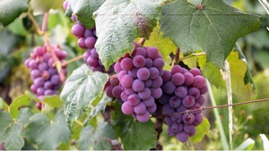 Obavijest o dostupnosti nove funkcionalnosti u aplikaciji Agronet – Vinogradarski registar – Elektronički prateći dokument