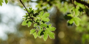 Kako uzgajati drvenaste kulture kratkih ophodnji za proizvodnju biomase