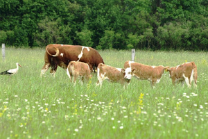 Dopunjen je Plan objave natječaja iz Programa ruralnog razvoja za 2022. godinu