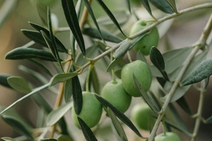 Dostava Evidencija o provedbi IAKS mjera ruralnog razvoja