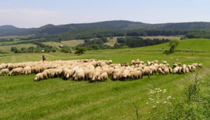 Završno poravnanje i isplate razlike potpore primarnim poljoprivrednim proizvođačima