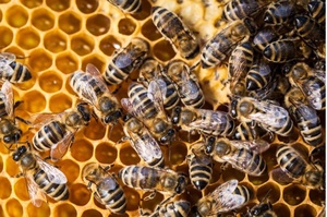 Objava Popisa prihvatljivih korisnika iz Programa potpore pčelarima za saniranje šteta uzrokovanih pomorom pčelinjih zajednica u 2025. godini – rok za prijavu 4. prosinca 2025.