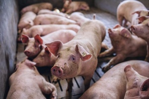 Započelo zaprimanje prijava za ostvarivanje prava na potporu iz Programa potpore za izostanak prihoda od svinjogojske proizvodnje zbog mjera suzbijanja afričke svinjske kuge za razdoblje od 1. kolovoza 2025. godine do 31. listopada 2025. godine