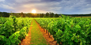 Objavljen natječaj za mjeru Restrukturiranje i konverzija vinograda
